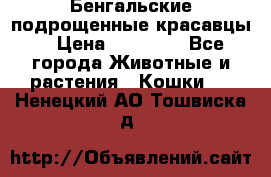 Бенгальские подрощенные красавцы. › Цена ­ 20 000 - Все города Животные и растения » Кошки   . Ненецкий АО,Тошвиска д.